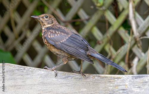 Close up of Juvenile Young Blackbird brown feathers perched on wooden surround