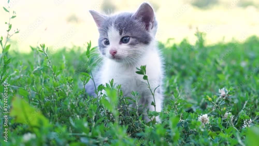 cat sitting in the grass in summer cat sitting in the grass in summer