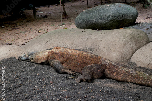 View of Komodo dragon sleeping in sand at zoo