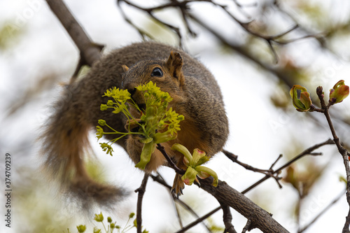 Fototapeta Eastern Fox Squirrel 