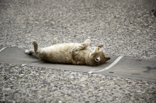 Canvas Print Cats on street
