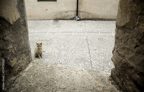 Cats on street