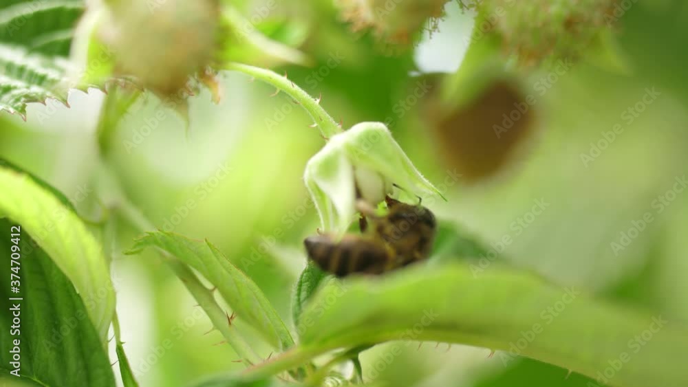 Honey bees on flower pollination macro shot slow motion 4k Honey bees on flower pollination macro shot slow motion 4k