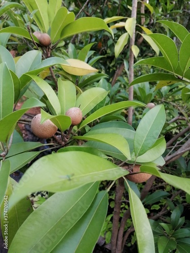 banana tree in the garden