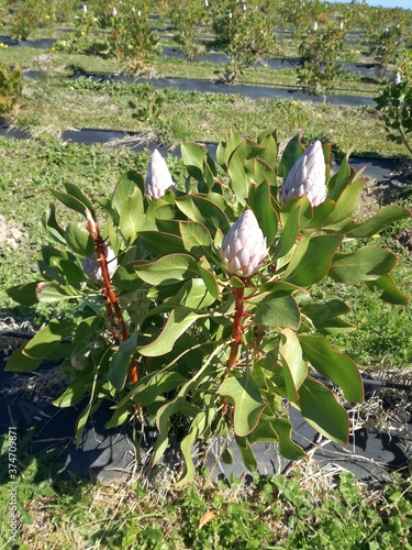 Blume Protea (Nadelkissen), Wappenpflanze in Südafrika,  Blumenfarm für Protea