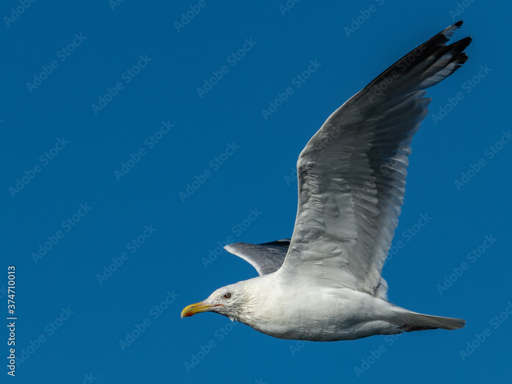 seagull in flight