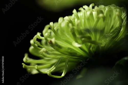 Photography chrysanthème