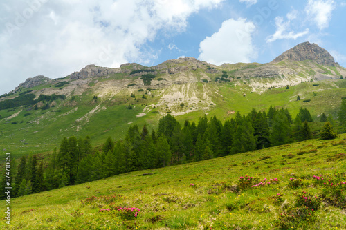 Fototapeta Naklejka Na Ścianę i Meble -  Landscape of Dolomites in Venegia valley at summer