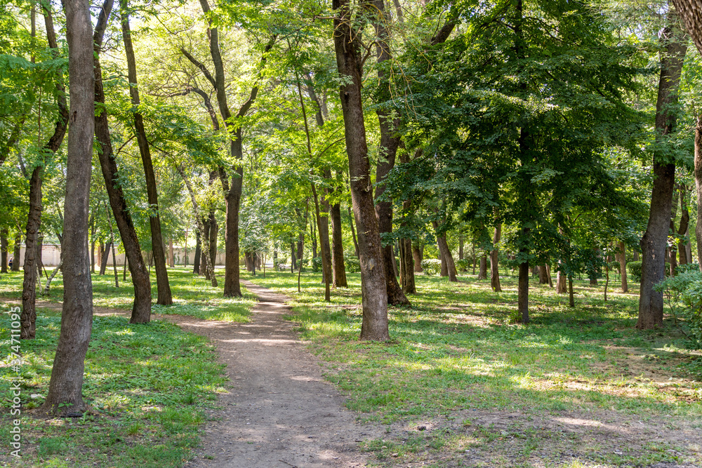 Walking path in the park among green trees Walking path in the park among green trees