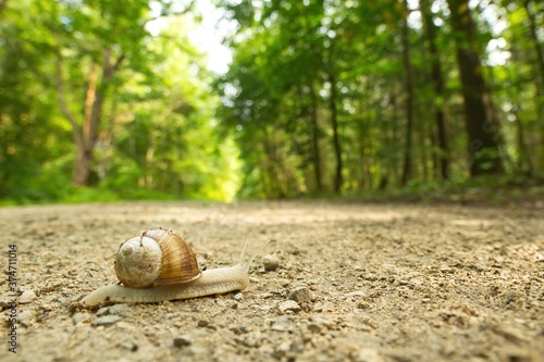 Edible Snail in the forest on a path, widefield macro, Helix pomatia