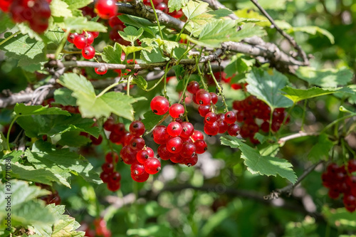 Bush of forest currant with ripe berries in the wild forest