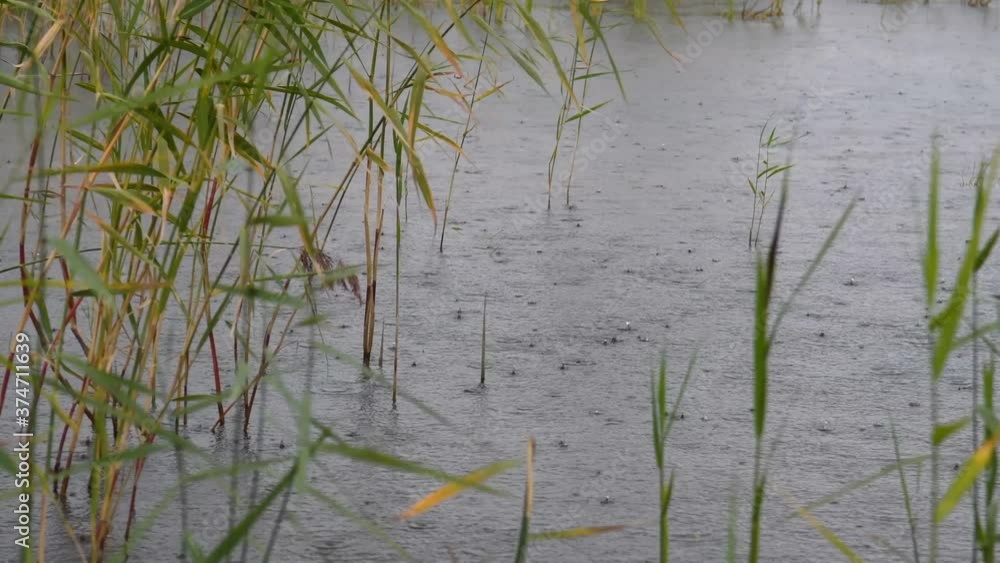 Landscape of lake shore in rainy weather. Wild water nature of Northern Europe. Landscape of lake shore in rainy weather. Wild water nature of Northern Europe.