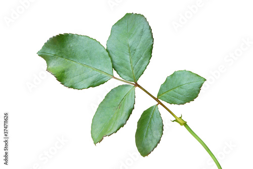 Rose Leaves Isolated on White Background