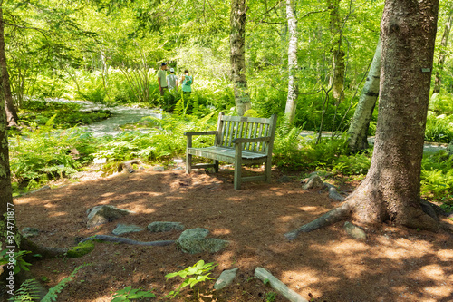 bench in the forest