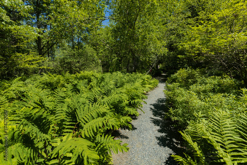 green ferns in the forest