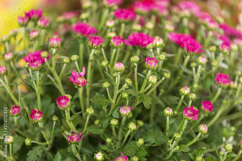 close up of pink chrysanthemums