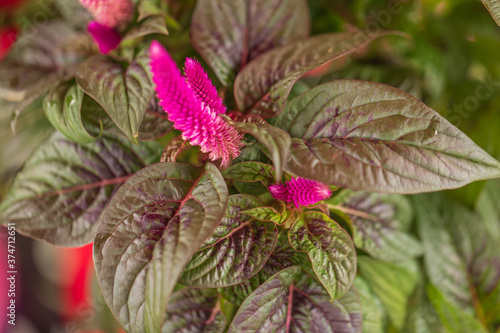close up of pink Celosia flower
