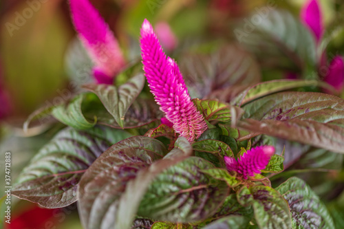 close up of pink Celosia flower