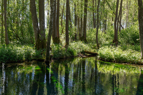 Emerald colored freshwater springs. Puhatu allikad  Sacred springs   Saaremaa  Estonia.