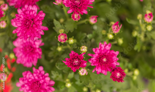close up of pink chrysanthemums
