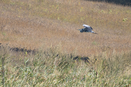  grey heron flies away close above the ground