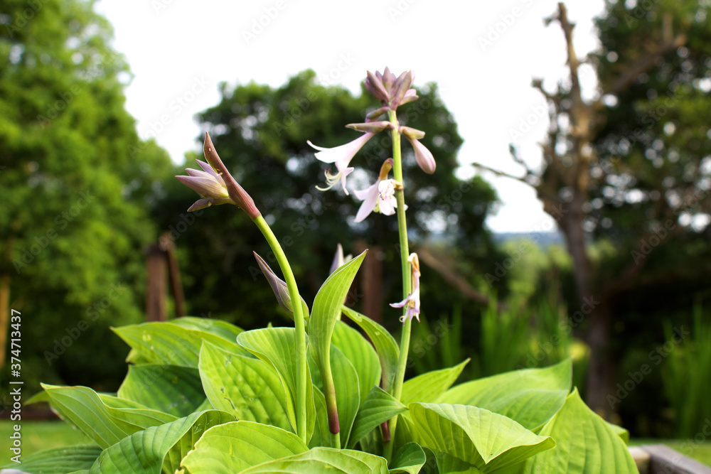 Obraz premium Flowers on a hill
