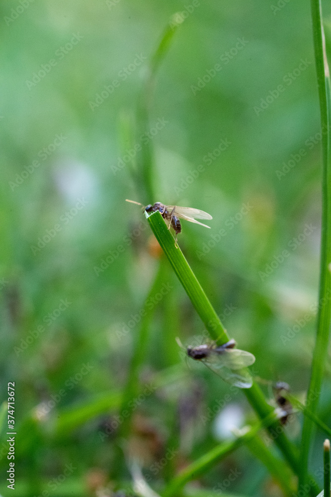 Flying Ants hatching out and flying from Green Grass stems Flying Ants hatching out and flying from Green Grass stems