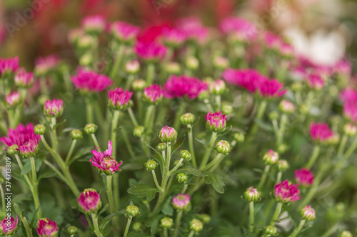 close up of pink chrysanthemums
