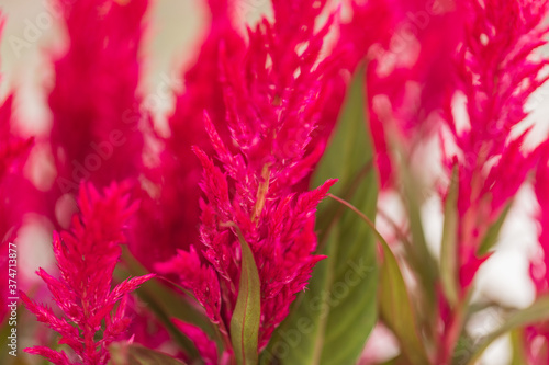 close up of pink Celosia 