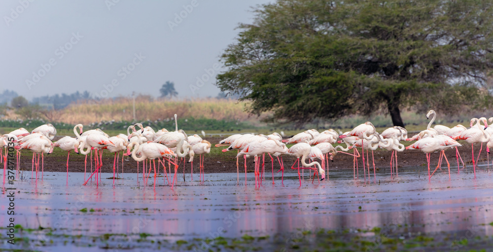 Fototapeta premium Flamboyance of flamingo flock - wide panorama view