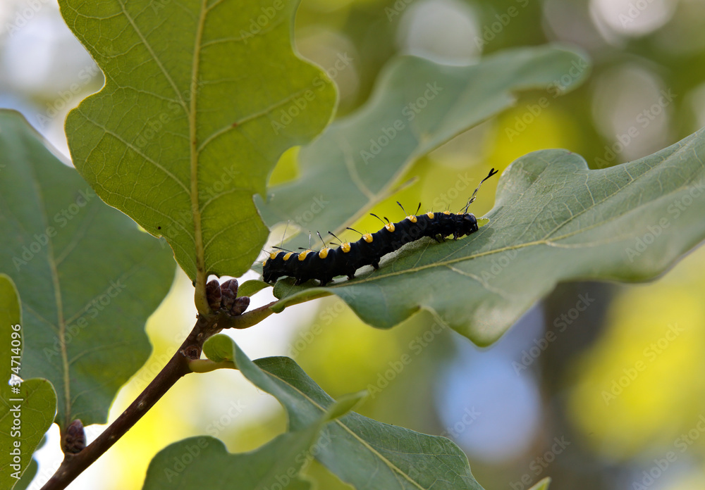 An alder moth (acronicta alni) caterpillar on an oak tree leaf An alder moth (acronicta alni) caterpillar on an oak tree leaf