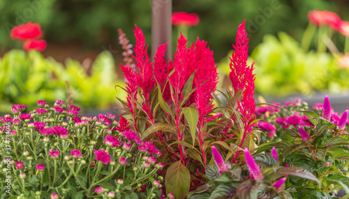 close up of pink Celosia 