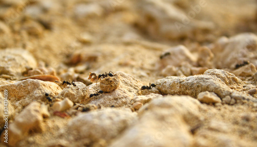 Ants © Manuel Rebollar