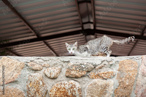 A tabby cat looks at us from the roof of a house.