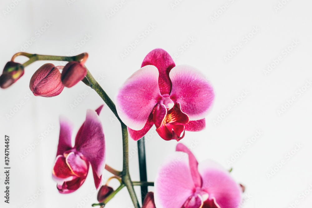 Obraz premium Pink orchid on a white background.