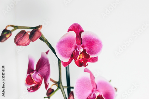 Pink orchid on a white background.