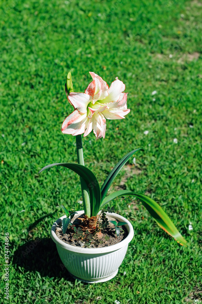 Hippeastrum aphrodite. Beautiful white-red flower in a pot in full growth. Hippeastrum aphrodite. Beautiful white-red flower in a pot in full growth.