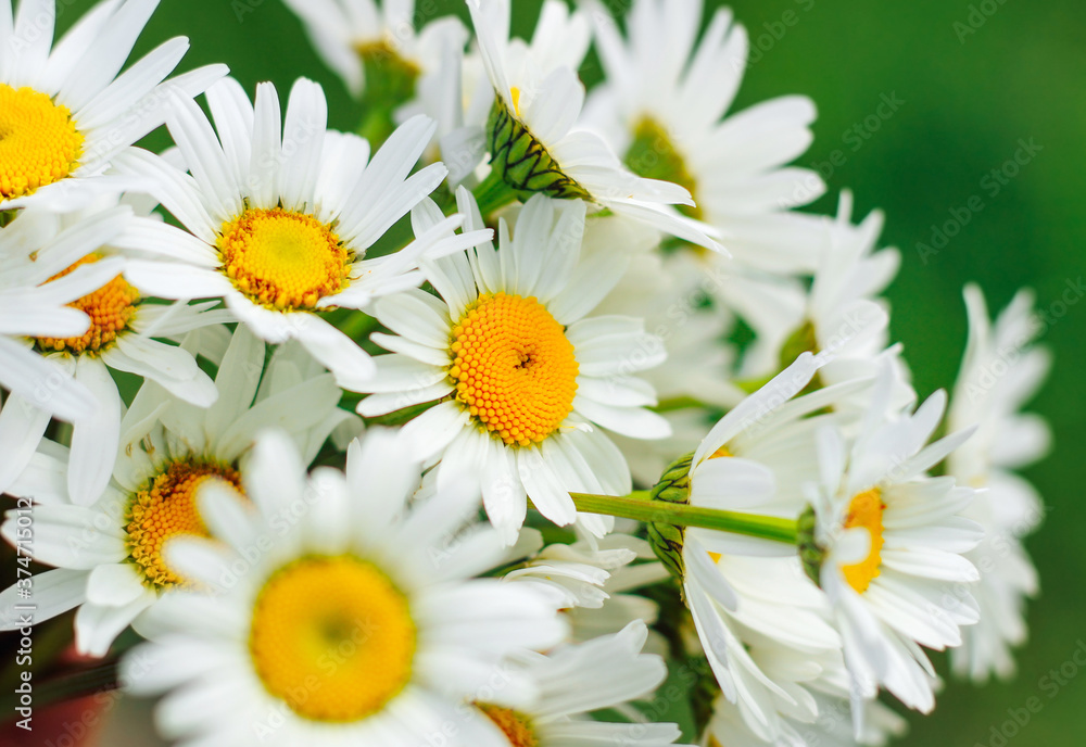 Obraz premium Blooming chamomile on a green background in the garden