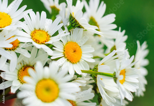 Blooming chamomile on a green background in the garden