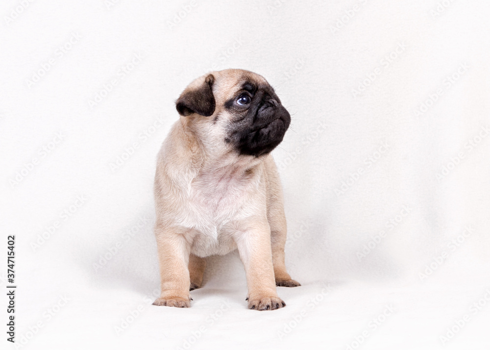 Funny pug Puppy looking at the camera (isolated on white)