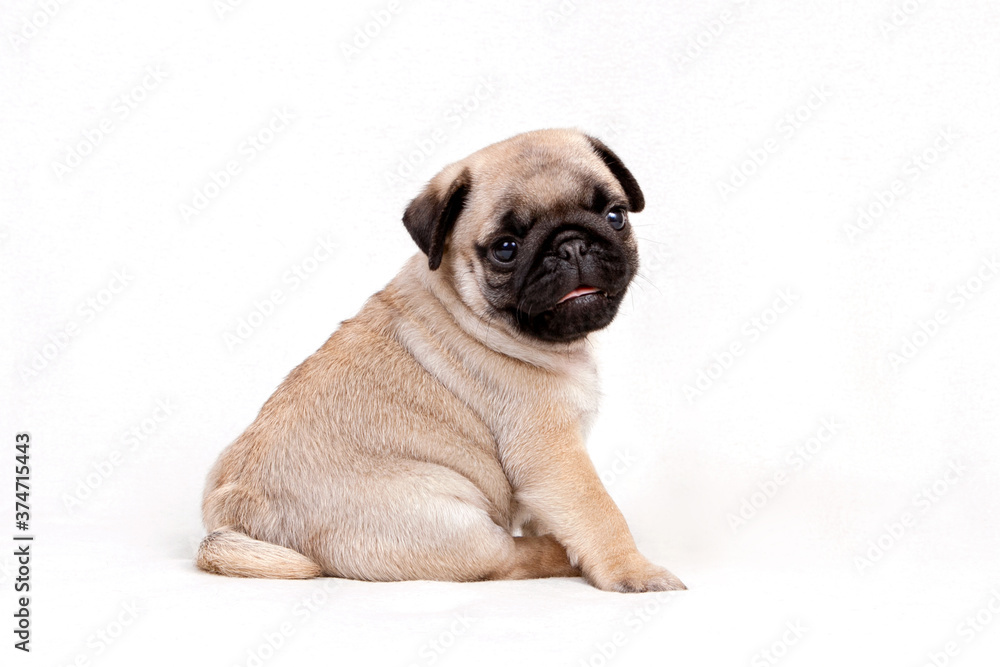 Pug dog sits on white background