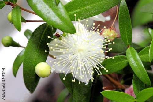 Bud myrtle or Myrtus communis close-up. photo