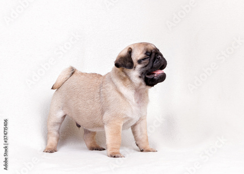 Funny pug puppy looking to the side on a white background
