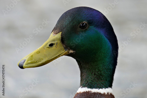 Wallpaper Mural Closeup head of a beautiful male mallard duck from the side