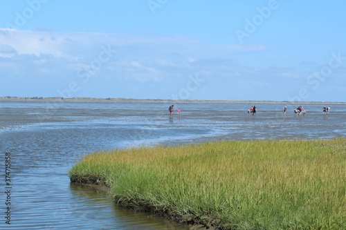 The salt marshes at Neßmersiel, Germany (Wadden Sea)