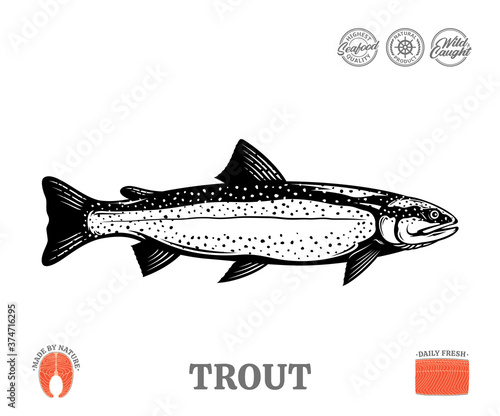 Vector trout fish illustration isolated on a white background. Trout raw steak and fillet