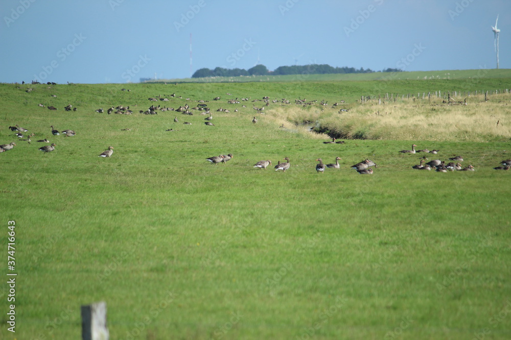 Geese in the nature reserve near Neßmersiel, North Sea, Germany Geese in the nature reserve near Neßmersiel, North Sea, Germany