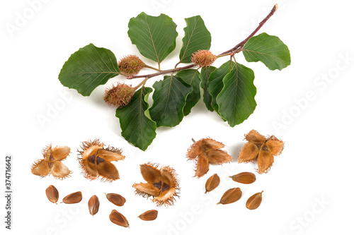 Beech branch with beechnuts