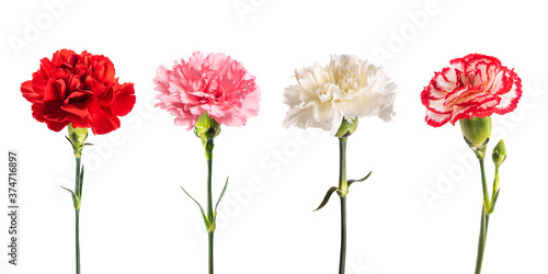Fototapeta Naklejka Na Ścianę i Meble -  Carnations group