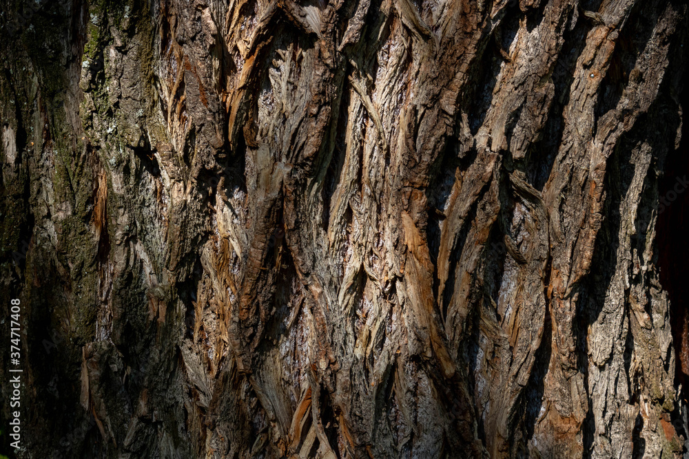 Fragments of the rough brown bark of an old tree on a Sunny day. Natural background or Wallpaper Fragments of the rough brown bark of an old tree on a Sunny day. Natural background or Wallpaper